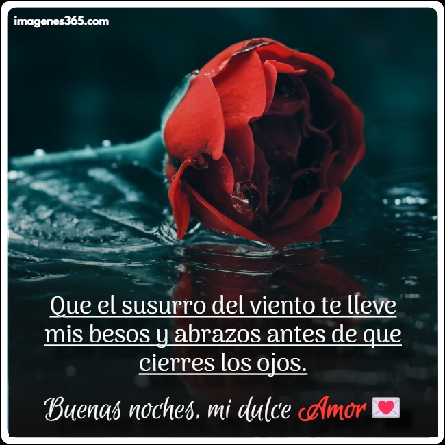 una rosa roja sentada sobre un cuerpo de agua con un romantico mensaje de buenas noches amor.